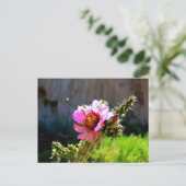 Carte Postale Fleur de cactus rose avec insecte volant (Debout devant)
