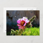 Carte Postale Fleur de cactus rose avec insecte volant (Devant / Derrière)