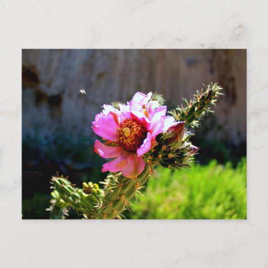 Carte Postale Fleur de cactus rose avec insecte volant (Devant)