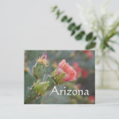 Carte Postale Fleur de cactus rose commençant à éclore, Arizona (Debout devant)