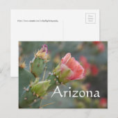 Carte Postale Fleur de cactus rose commençant à éclore, Arizona (Devant / Derrière)