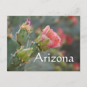 Carte Postale Fleur de cactus rose commençant à éclore, Arizona