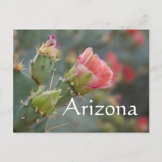 Carte Postale Fleur de cactus rose commençant à éclore, Arizona (Devant)