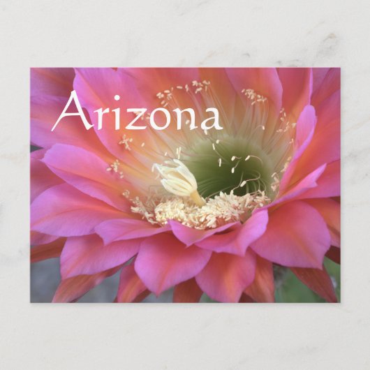 Carte Postale Fleur de cactus rose dans le désert (Devant)