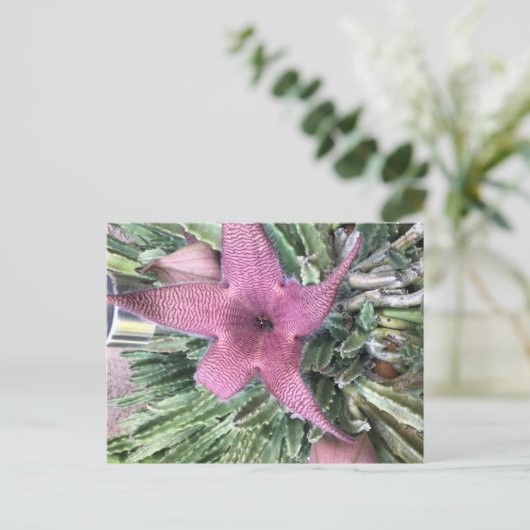Carte Postale Fleur de cactus violet (Debout devant)