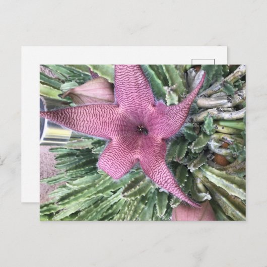 Carte Postale Fleur de cactus violet (Devant / Derrière)