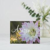 Carte Postale Fleur de cactus violet et blanc, Arizona (Debout devant)
