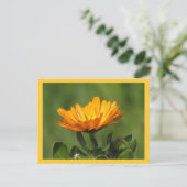 Carte postale - Fleur de Calendula (Debout devant)