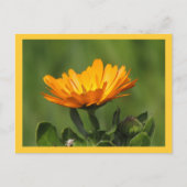 Carte postale - Fleur de Calendula (Devant)