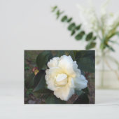 Carte Postale fleur de camélia blanc (Debout devant)
