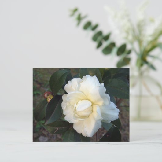 Carte Postale fleur de camélia blanc (Debout devant)
