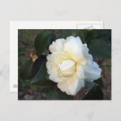 Carte Postale fleur de camélia blanc (Devant / Derrière)