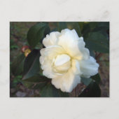 Carte Postale fleur de camélia blanc (Devant)