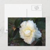 Carte Postale fleur de camélia blanche (Devant / Derrière)