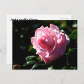 Carte Postale Fleur de Camelia rose (Devant / Derrière)