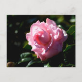 Carte Postale Fleur de Camelia rose (Devant)
