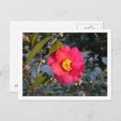 Carte Postale fleur de camélia rouge (Devant / Derrière)