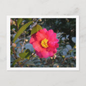 Carte Postale fleur de camélia rouge (Devant)