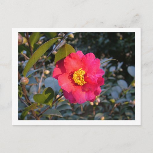 Carte Postale fleur de camélia rouge (Devant)