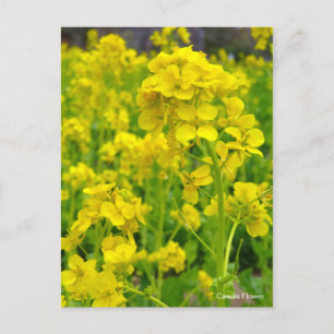 Carte Postale Fleur de canola [Carte postale]