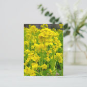 Carte Postale Fleur de canola [Carte postale] (Debout devant)