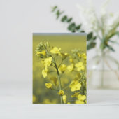 Carte Postale Fleur de canola en champ. 3 (Debout devant)