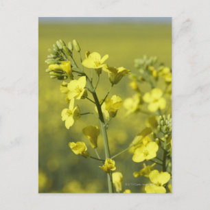 Carte Postale Fleur de canola en champ. 3