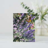Carte Postale Fleur de cataire violette avec papillon (Debout devant)