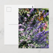 Carte Postale Fleur de cataire violette avec papillon (Devant / Derrière)