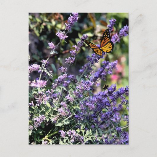 Carte Postale Fleur de cataire violette avec papillon (Devant)