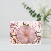 Carte Postale Fleur de cerise (Debout devant)