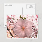 Carte Postale Fleur de cerise (Devant / Derrière)
