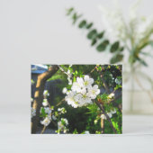 Carte Postale Fleur de cerise (Debout devant)