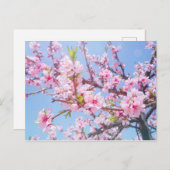 Carte Postale Fleur de cerise (Devant / Derrière)