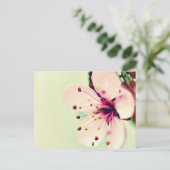 Carte Postale Fleur de cerise (Debout devant)