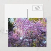 Carte Postale Fleur de cerise (Devant / Derrière)