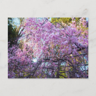 Carte Postale Fleur de cerise