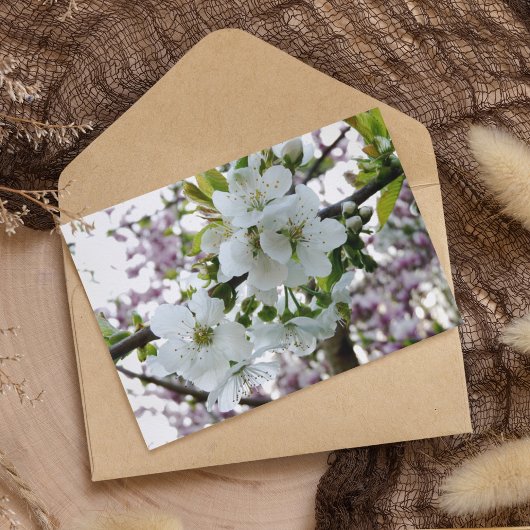 Carte Postale Fleur de cerise