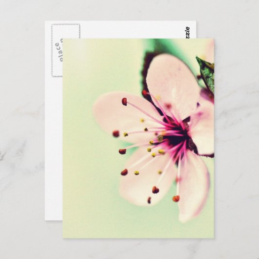 Carte Postale Fleur de cerise (Devant / Derrière)