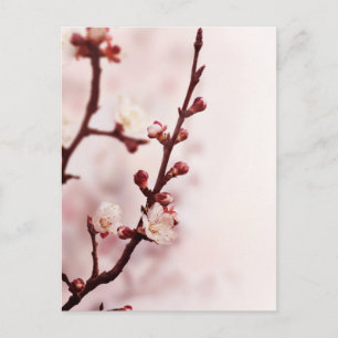 Carte Postale Fleur de cerise