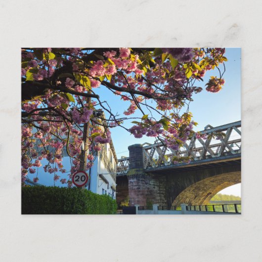 Carte Postale Fleur de cerisier (Devant)