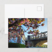 Carte Postale Fleur de cerisier (Devant / Derrière)