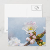 Carte Postale Fleur de cerisier (Devant / Derrière)