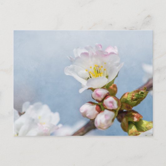 Carte Postale Fleur de cerisier (Devant)
