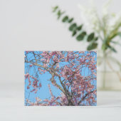 Carte Postale Fleur de cerisier. Cardiff, Wales (Debout devant)