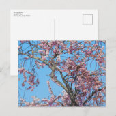 Carte Postale Fleur de cerisier. Cardiff, Wales (Devant / Derrière)