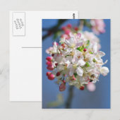 Carte Postale Fleur de cerisier et sens (Devant / Derrière)