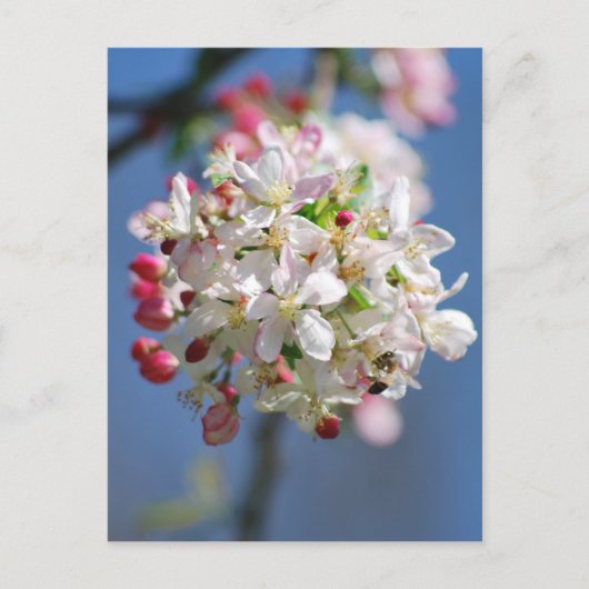 Carte Postale Fleur de cerisier et sens (Devant)