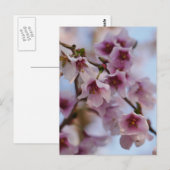 Carte postale Fleur de cerisier rose (Devant / Derrière)