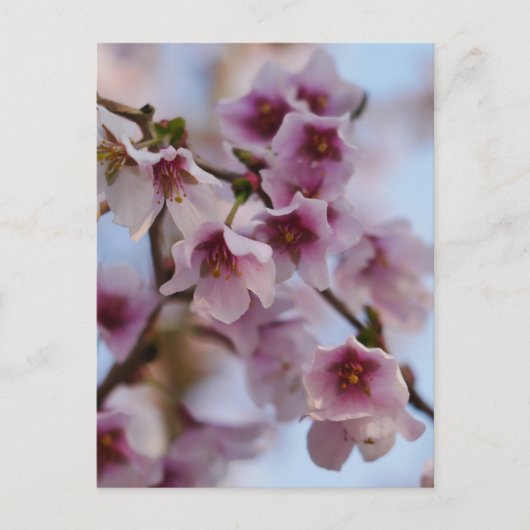 Carte postale Fleur de cerisier rose (Devant)